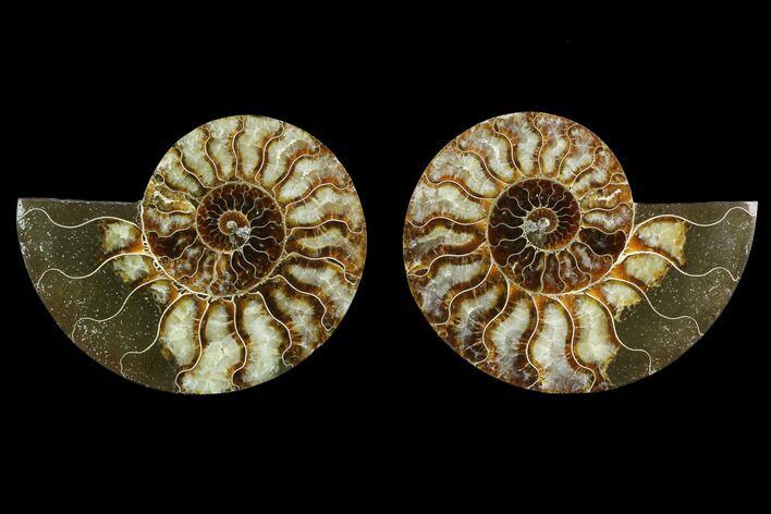 Agatized Ammonite Fossil - Madagascar #130061